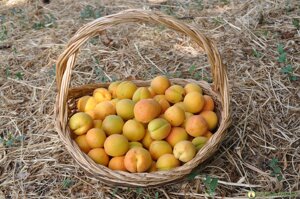 confettura-extra-di-albicocche-e-liquirizia