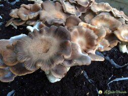 funghi