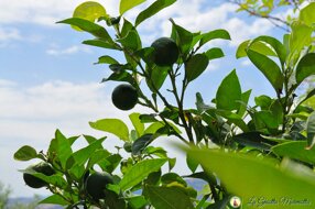 marmellata di arance amare
