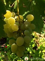 confettura-extra-di-uva-e-zenzero