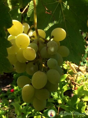 confettura-extra-di-uva-e-zenzero