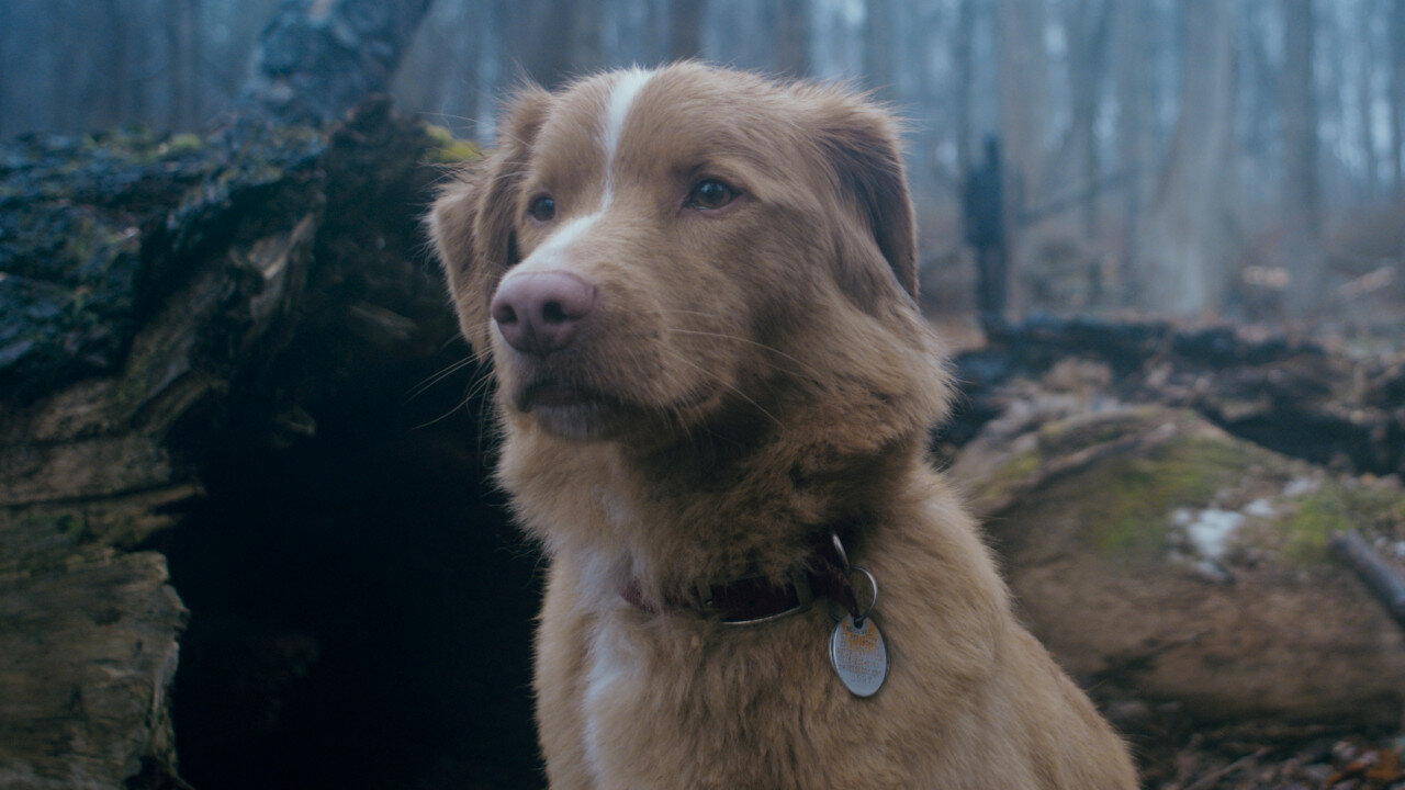 Good Boy (2025), recensione film: l’orrore umano visto dagli occhi di un cane