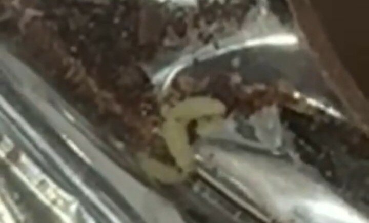 Valle Caudina, fabbrica di dolci chiusa dopo vermi nelle uova di Pasqua. Malore per i bambini che hanno mangiato il cioccolato contaminato