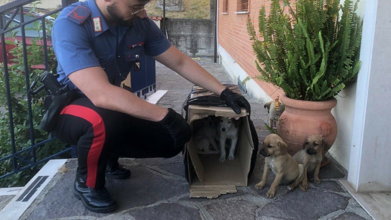 Cagnolini abbandonati a bordo strada e salvati dai carabinieri Cagnolini abbandonati a bordo strada e salvati dai carabinieri