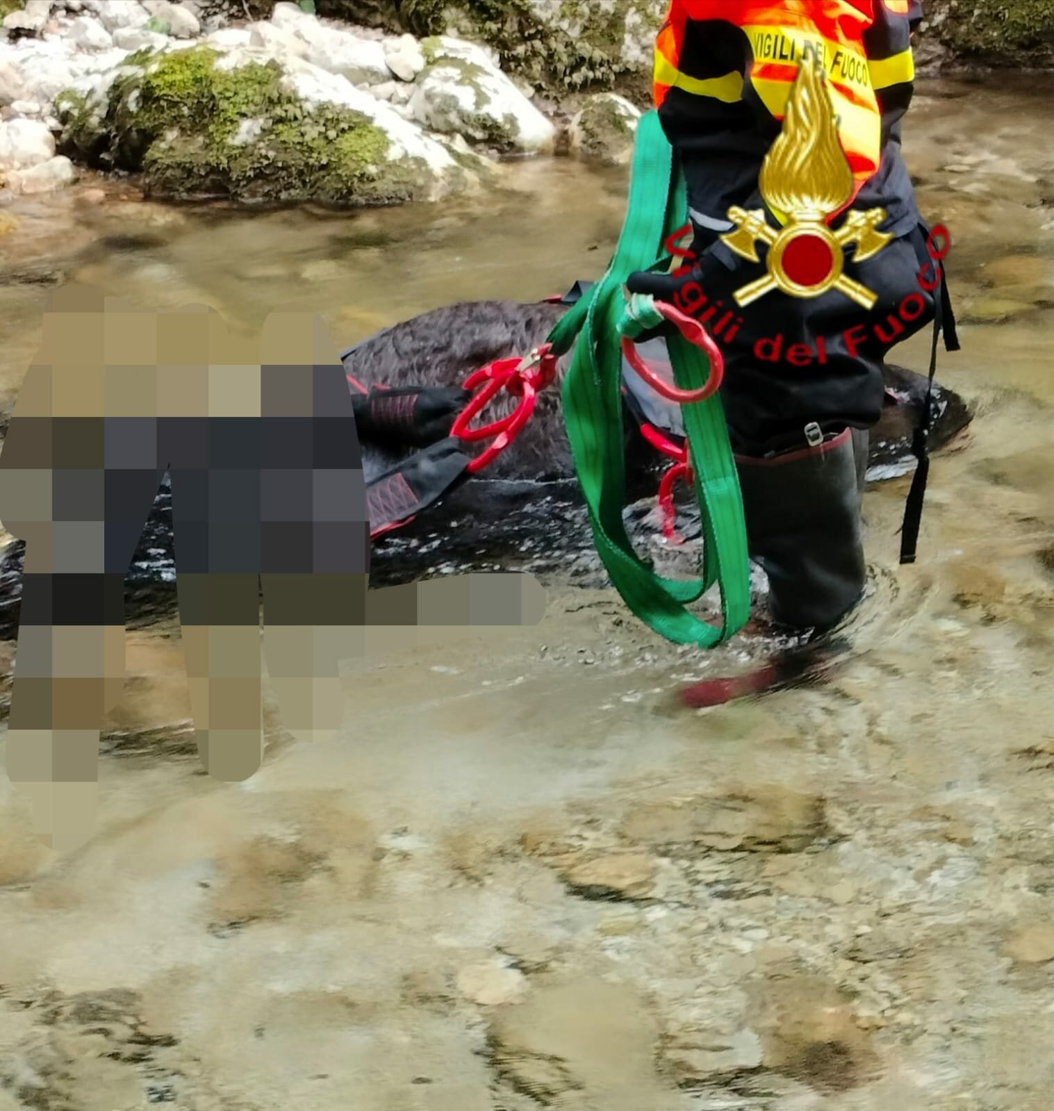 Montella, mucca incinta ritrovata senza vita nel fiume. Avviati accertamenti dall'Asl