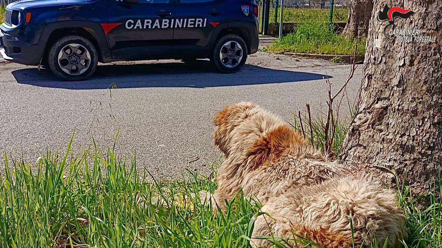 Ferite alla gola, alla schiena e alla coda. Anche le orecchie tagliate. Identificato l'autore delle torture nei confronti di un cane meticcio