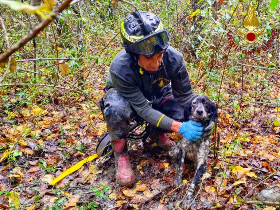 Cane setter precipita in un pozzo, salvato dai vigili del fuoco