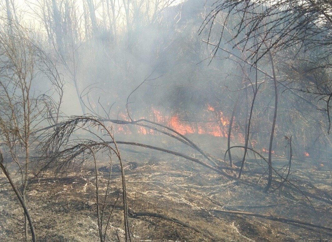 Diede fuoco a 10mila metri quadrati di bosco nel Parco regionale dei Monti Picentini: individuato il piromane