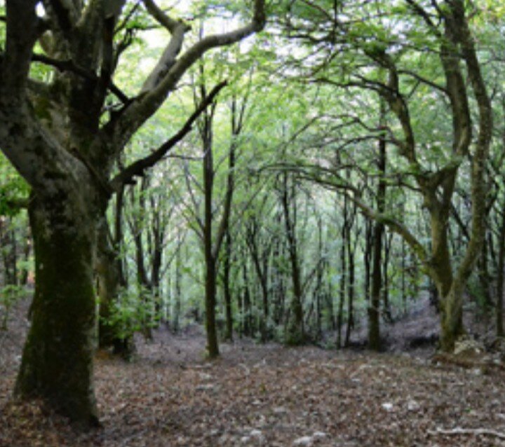 Va alla ricerca di tartufi sui Monti del Partenio e muore colto da un malore improvviso