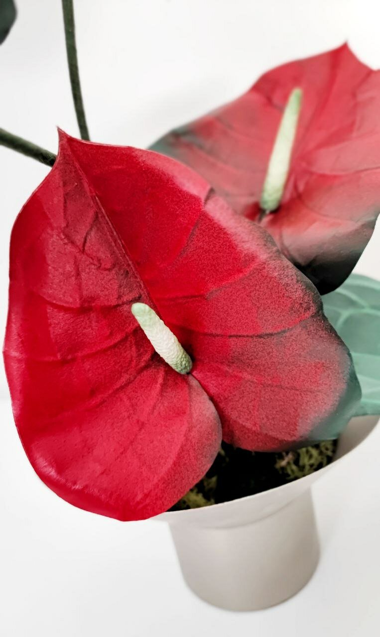 anthurium2.jpeg