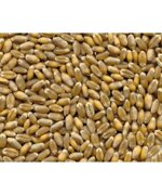 grano-tenero-proteico