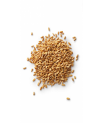 grano-duro-senatore-cappelli