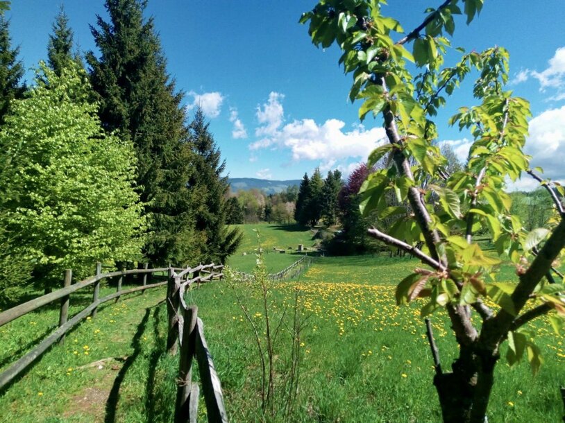 primavera.jpeg primavera.jpeg