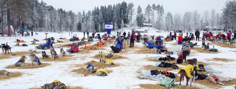 suède 1436.jpeg suède 1436.jpeg