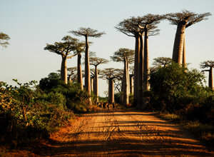 madagascar6.jpeg