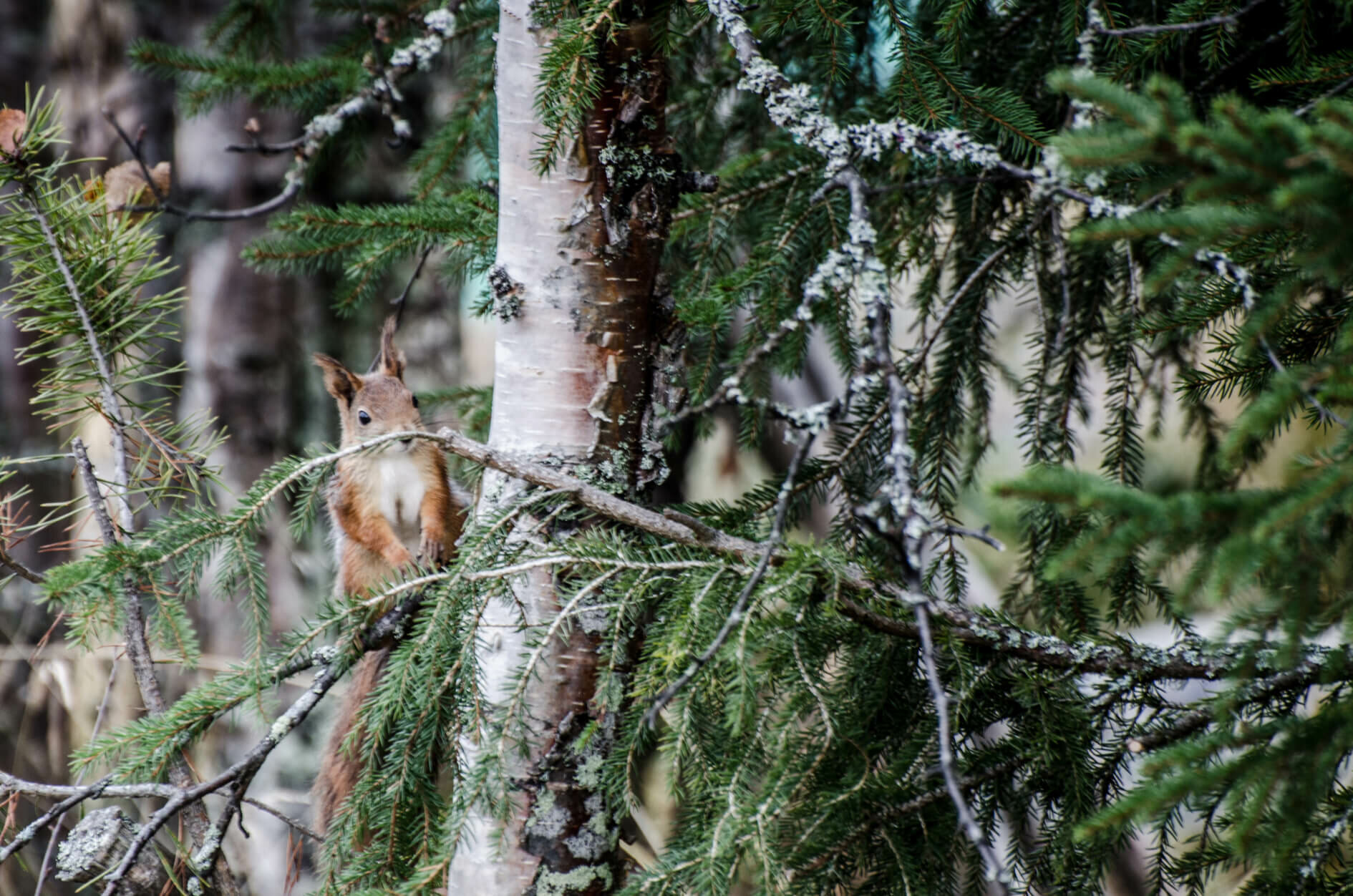 Les forêts d'Europe Les forêts d'Europe