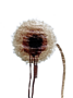 fiore 10