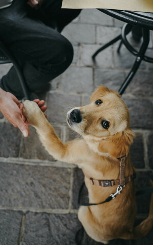 eyJpdCI6IkZvdG9ncmFmaWEgZGkgdW4gc2Vydml6aW8gZm90b2dyYWZpY28gYSB1biBjYW5lIGdvbGRlbiByZXRyaXZlciBjaGUgZGEgbGEgemFtcGEifQ==