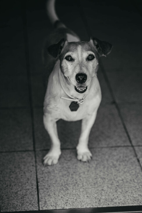 eyJpdCI6IkZvdG9ncmFmaWEgZGkgdW4gc2Vydml6aW8gZm90b2dyYWZpY28gYSB1biBjYW5lIEphY2sgcnVzc2UsIGZvdG8gaW4gYmlhbmNvIGUgbmVybyJ9