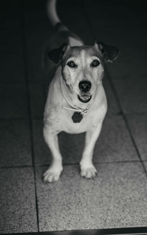 eyJpdCI6IkZvdG9ncmFmaWEgZGkgdW4gc2Vydml6aW8gZm90b2dyYWZpY28gYSB1biBjYW5lIGphY2sgcnVzc2VsIn0=