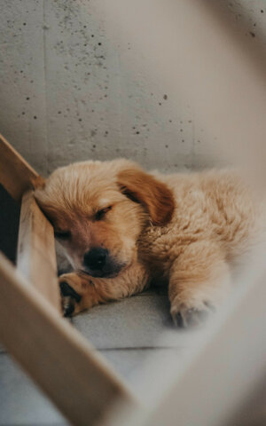 eyJpdCI6IkZvdG9ncmFmaWEgZGkgdW4gc2Vydml6aW8gZm90b2dyYWZpY28gYSB1biBjYW5lIGdvbGRlbiByZXRyaXZlciBjaGUgZG9ybWUifQ==