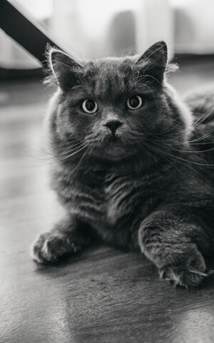 eyJpdCI6IkZvdG9ncmFmaWEgZGkgdW4gc2Vydml6aW8gZm90b2dyYWZpY28gYSB1biBnYXR0byJ9