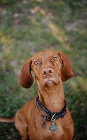 eyJpdCI6IkZvdG9ncmFmaWEgZGkgdW4gc2Vydml6aW8gZm90b2dyYWZpY28gYSB1biBjYW5lIGJyYWNjbyB1bmdoZXJlc2UuIFByaW1vIHBpYW5vIn0=