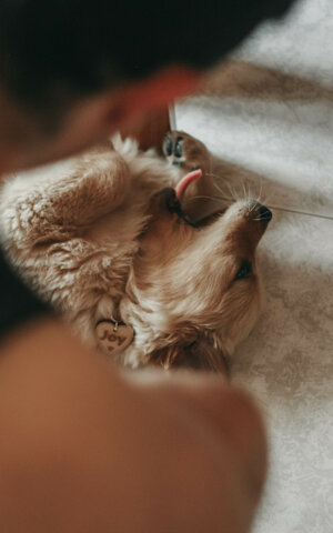 eyJpdCI6IkZvdG9ncmFmaWEgZGkgdW4gc2Vydml6aW8gZm90b2dyYWZpY28gYSB1biBjYW5lIGdvbGRlbiByZXRyaXZlciBjaGUgc2JhZGlnbGlhIn0=