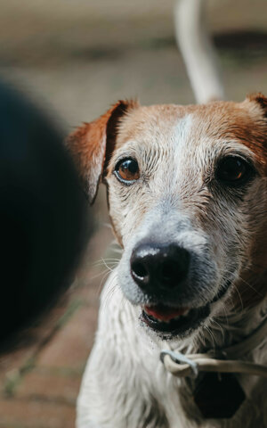 eyJpdCI6IkZvdG9ncmFmaWEgZGkgdW4gc2Vydml6aW8gZm90b2dyYWZpY28gYSB1biBjYW5lIGphY2sgcnVzc2VsIHByaW1vIHBpYW5vIG9jY2hpIn0=