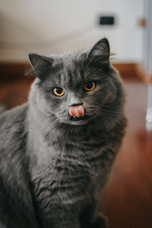 eyJpdCI6IkZvdG9ncmFmaWEgZGkgdW4gc2Vydml6aW8gZm90b2dyYWZpY28gYSB1biBnYXR0byBzaWJlcmlhbm8gZ3JpZ2lvIn0=