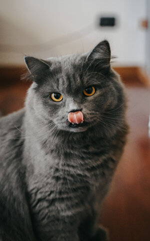 eyJpdCI6IkZvdG9ncmFmaWEgZGkgdW4gc2Vydml6aW8gZm90b2dyYWZpY28gYSB1biBnYXR0byBzaWJlcmlhbm8gZ3JpZ2lvIn0=