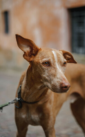 eyJpdCI6IkZvdG9ncmFmaWEgZGkgdW4gc2Vydml6aW8gZm90b2dyYWZpY28gYSB1biBjYW5lIENpcm5lY28gRGVsbCdFdG5hIn0=