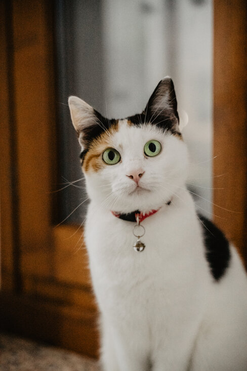 eyJpdCI6IkZvdG9ncmFmaWEgZGkgdW4gc2Vydml6aW8gZm90b2dyYWZpY28gYSB1biBnYXR0byB0cmljb2xvcmUifQ==