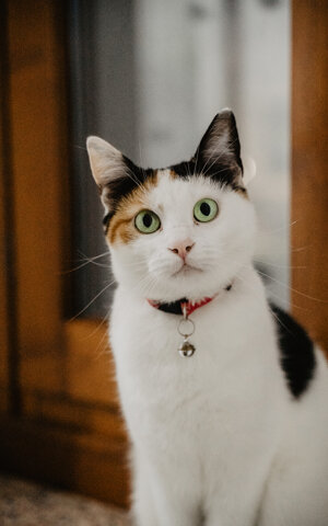 eyJpdCI6IkZvdG9ncmFmaWEgZGkgdW4gc2Vydml6aW8gZm90b2dyYWZpY28gYSB1biBnYXR0byB0cmljb2xvcmUifQ==