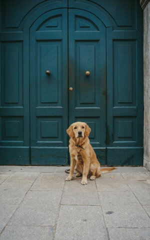 eyJpdCI6IkZvdG9ncmFmaWEgZGkgdW4gc2Vydml6aW8gZm90b2dyYWZpY28gYSB1biBjYW5lIGdvbGRlbiByZXRyaXZlciJ9