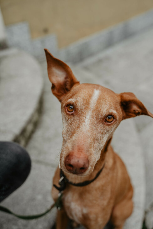 eyJpdCI6IkZvdG9ncmFmaWEgZGkgdW4gc2Vydml6aW8gZm90b2dyYWZpY28gYSB1biBjYW5lIENpcm5lY28gRGVsbCdFdG5hIn0=