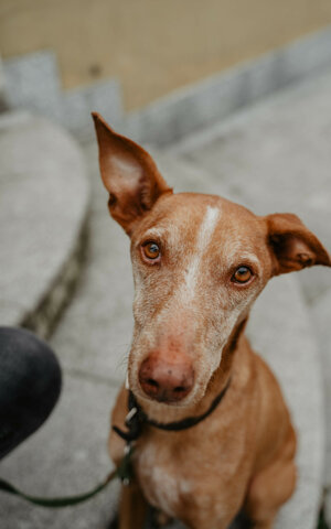 eyJpdCI6IkZvdG9ncmFmaWEgZGkgdW4gc2Vydml6aW8gZm90b2dyYWZpY28gYSB1biBjYW5lIENpcm5lY28gRGVsbCdFdG5hLiBQcmltbyBwaWFubyBvY2NoaSBtdXNvIG5hc28gb3JlY2NoaWUifQ==