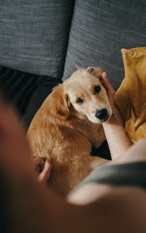 eyJpdCI6IkZvdG9ncmFmaWEgZGkgdW4gc2Vydml6aW8gZm90b2dyYWZpY28gYSB1biBjYW5lIGdvbGRlbiByZXRyaXZlciBjb24gaWwgc3VvIHBhZHJvbmUsIHVtYW5vIn0=