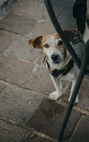 eyJpdCI6IkZvdG9ncmFmaWEgZGkgdW4gc2Vydml6aW8gZm90b2dyYWZpY28gYSB1biBjYW5lIGphY2sgcnVzc2VsIn0=