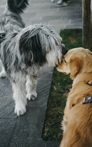 eyJpdCI6IkZvdG9ncmFmaWEgZGkgdW4gc2Vydml6aW8gZm90b2dyYWZpY28gYSB1biBjYW5lIGdvbGRlbiByZXRyaXZlciBjb24gdW4gYWx0cm8gY2FuZSJ9