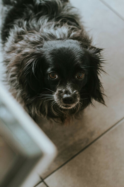 eyJpdCI6IkZvdG9ncmFmaWEgZGkgdW4gc2Vydml6aW8gZm90b2dyYWZpY28gYSB1biBjYW5lLCBtZXRpY2NvIn0=