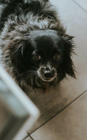 eyJpdCI6IkZvdG9ncmFmaWEgZGkgdW4gc2Vydml6aW8gZm90b2dyYWZpY28gYSB1biBjYW5lIG1ldGljY2lvIn0=