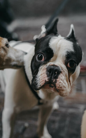 eyJpdCI6IkZvdG9ncmFmaWEgZGkgdW4gc2Vydml6aW8gZm90b2dyYWZpY28gYSB1biBjYW5lIGJvdWxlZG9ndWUgZnJhbmNlc2UifQ==