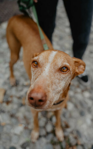 eyJpdCI6IkZvdG9ncmFmaWEgZGkgdW4gc2Vydml6aW8gZm90b2dyYWZpY28gYSB1biBjYW5lIENpcm5lY28gRGVsbCdFdG5hLiBQcmltbyBwaWFubyBvY2NoaSBtdXNvIG5hc28ifQ==