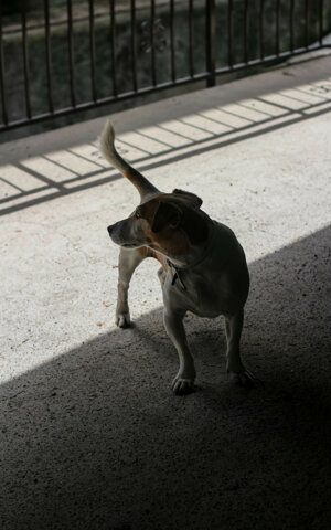 eyJpdCI6IkZvdG9ncmFmaWEgZGkgdW4gc2Vydml6aW8gZm90b2dyYWZpY28gYSB1biBjYW5lIGphY2sgcnVzc2VsIn0=