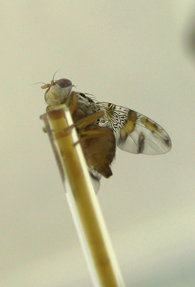 medfly medfly