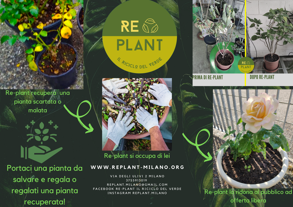 re-plant (2)