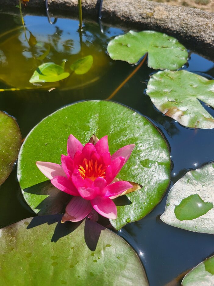 JTdCJTIyZW4lMjIlM0ElMjJuYXR1cmFsJTIwYmlvJTIwcG9uZCUyMFR1c2NhbnklMkMlMjBlY28lMjBmYXJtaG91c2UlMjBUdXNjYW55JTJDJTIwQ2ElRTIlODAlOTlOb3ZhZSUyMG5hdHVyYWwlMjBzd2ltbWluZyUyMHBvbmQlMkMlMjBzd2ltJTIwaW4lMjBuYXR1cmFsJTIwd2F0ZXIlMjBUdXNjYW55JTJDJTIwc3VzdGFpbmFibGUlMjBob3NwaXRhbGl0eSUyME1hcmVtbWElMjIlMkMlMjJpdCUyMiUzQSUyMmJpb2xhZ28lMjBuYXR1cmFsZSUyMFRvc2NhbmElMkMlMjBhZ3JpdHVyaXNtbyUyMGNvbiUyMGJpb2xhZ28lMkMlMjBDYSVFMiU4MCU5OU5vdmFlJTIwYmlvJTIwcG9uZCUyQyUyMG51b3RhcmUlMjBpbiUyMGFjcXVhJTIwbmF0dXJhbGUlMjBUb3NjYW5hJTJDJTIwb3NwaXRhbGl0JUMzJUEwJTIwc29zdGVuaWJpbGUlMjBNYXJlbW1hJTIyJTdE