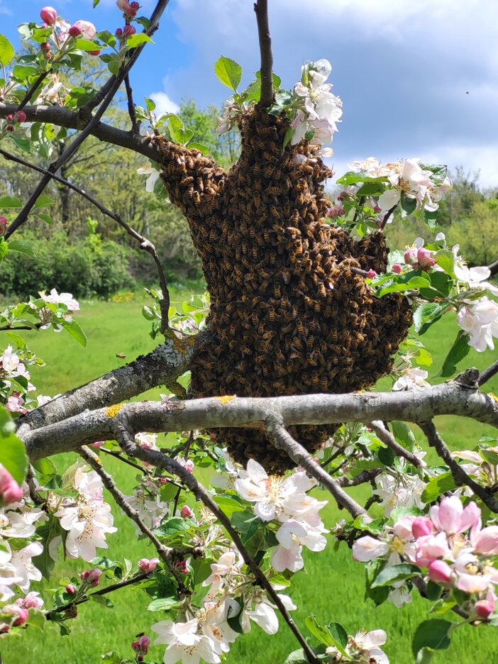 JTdCJTIyaXQlMjIlM0ElMjJhcGklMjBDYSVFMiU4MCU5OU5vdmFlJTJDJTIwYWdyaXR1cmlzbW8lMjBjb24lMjBhcGklMjBUb3NjYW5hJTJDJTIwdml0YSUyMG5hdHVyYWxlJTIwVG9zY2FuYSUyQyUyMG5hdHVyYSUyMHZpdmElMjBNYXJlbW1hJTJDJTIwb3NwaXRhbGl0JUMzJUEwJTIwc29zdGVuaWJpbGUlMjBhdXRlbnRpY2ElMjIlMkMlMjJlbiUyMiUzQSUyMmhvbmV5YmVlcyUyMENhJUUyJTgwJTk5Tm92YWUlMkMlMjBmYXJtaG91c2UlMjB3aXRoJTIwYmVlcyUyMFR1c2NhbnklMkMlMjBuYXR1cmFsJTIwbGlmZSUyMFR1c2NhbnklMkMlMjBsaXZpbmclMjBuYXR1cmUlMjBNYXJlbW1hJTJDJTIwYXV0aGVudGljJTIwc3VzdGFpbmFibGUlMjBob3NwaXRhbGl0eSUyMiU3RA==