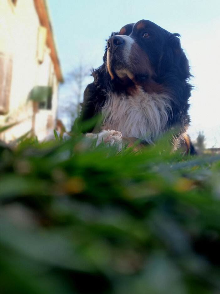 JTdCJTIyZW4lMjIlM0ElMjJCZXJuZXNlJTIwcmVzdGluZyUyMGluJTIwdGhlJTIwc3VuJTIwYW1vbmclMjB0cmVlcyUyMCVFMiU4MCU5MyUyMHNlcmVuZSUyMHdlbGNvbWluZyUyMHByZXNlbmNlJTIyJTJDJTIyaXQlMjIlM0ElMjJCZXJuZXNlJTIwc2RyYWlhdG8lMjBhbCUyMHNvbGUlMjB0cmElMjBnbGklMjBhbGJlcmklMjAlRTIlODAlOTMlMjBwcmVzZW56YSUyMHNlcmVuYSUyMGUlMjBhY2NvZ2xpZW50ZSUyMiU3RA==